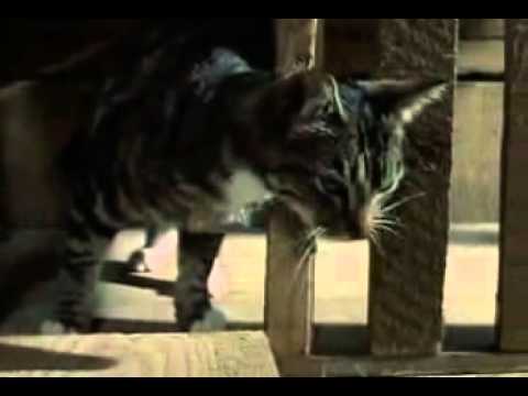 Puzzle box (Thorndike)