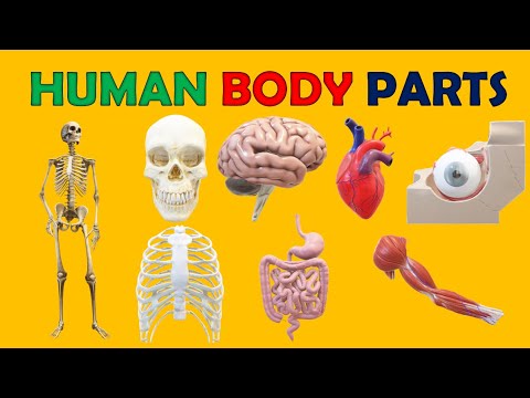 Human Body Parts | Pjeset e trupit te njeriut