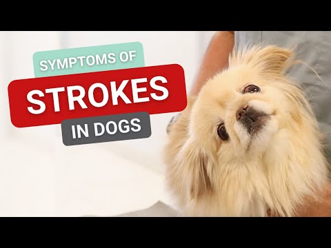 Symptoms of Strokes in Dogs
