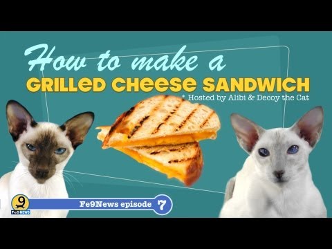 Cats make a GRILLED CHEESE sandwich - Fe9News episode 7