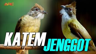 KAPAS TEMBAK GACOR VS  CUCAK JENGGOT GACOR