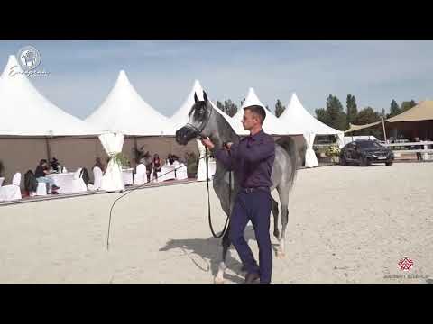 N.50 PTOLEMEUSZ - European Championship 2020 - Prague - Colts 2 Years Old (Class 5A)