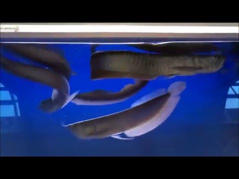 Predator fish and other big fishes