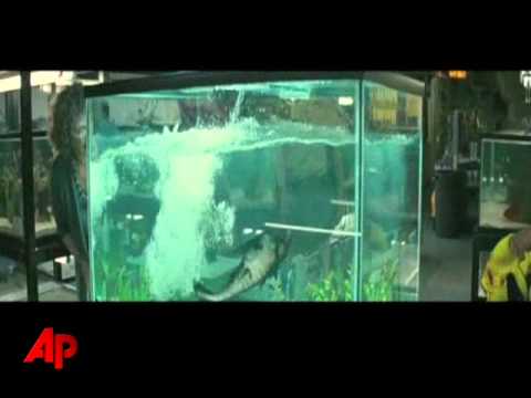 Shue and Rhames Get Their Teeth Into 'Piranha 3D