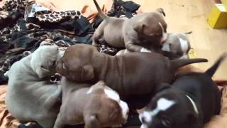 A vendre American Bully lignee DAXLINE ABKC