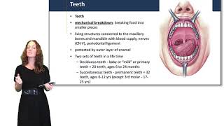 Digestive System: Mouth Pharynx & Esophagus