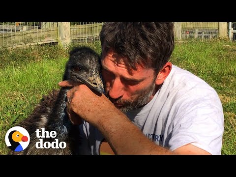 This Emu is in Love With a Human