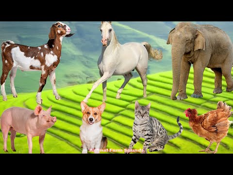 Adorable Animal Sound Collection: Horse, Chicken, Dog, Sheep, Cat & Cow –  Animal Moments