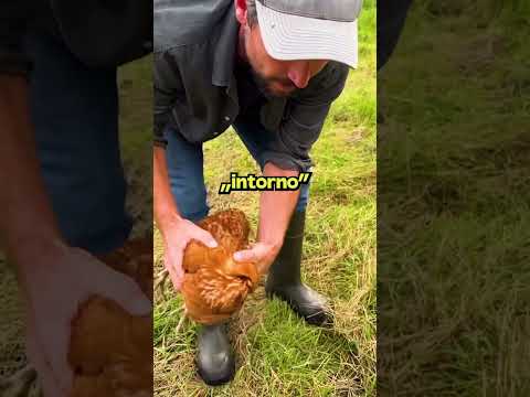 Come Far Addormentare Una Gallina In Pochi Secondi?!💤🐔