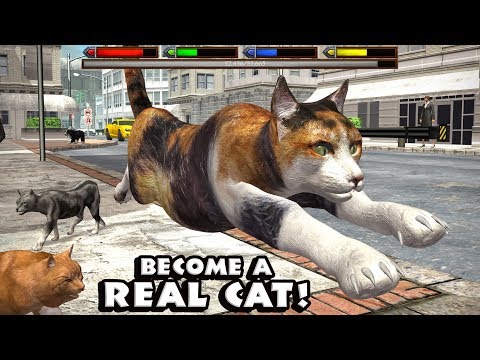 Ultimate Cat Simulator 3D, Very REALISTIC SIMULATOR, By Gluten Free Games - YouTube