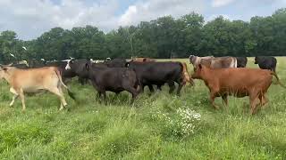 Young Fall calving Bred Cows