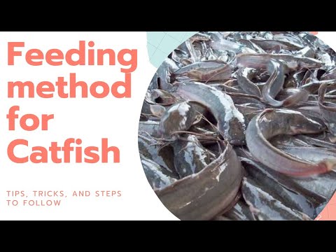 How to feed your Catfish fishes: feeding Methods #catfishfarm #fishfeeding