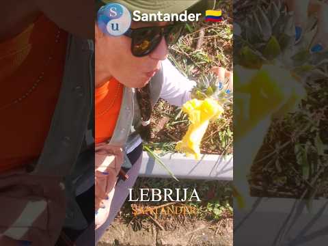 La mejor #piña de #santander #lebrija #turismo #naturaleza