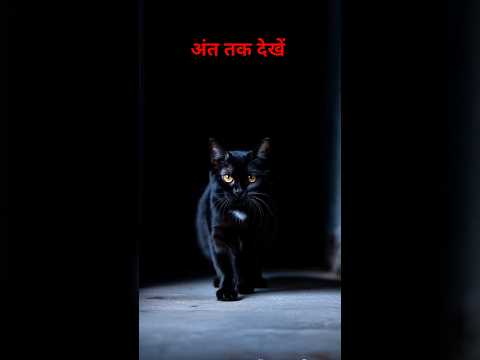 cat black video | काली बिल्ली | kali billi #cat #shorts