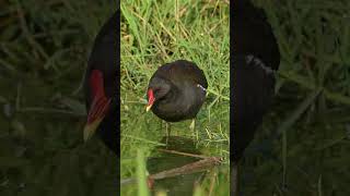Download lagu Suara Burung PELAN   Mandar Batu Gallinula chloropus #shorts #birds #birdcall #birdsong #birdsound mp3 Download lagu Suara Burung PELAN   Mandar Batu Gallinula chloropus #shorts #birds #birdcall #birdsong #birdsound mp3