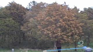 Massive Tree Pollen Explosion Explained