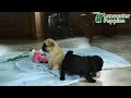 Pug dogs for sale: Jet Star - Video 1