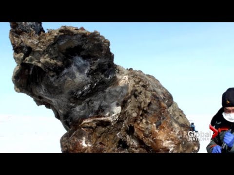 Wooly mammoth discovered