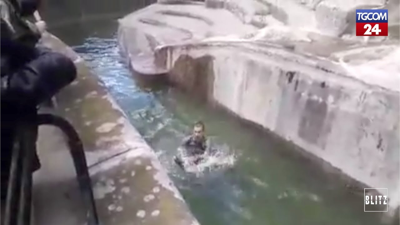 Polonia, ubriaco entra nella gabbia degli orsi… e finisce in rissa