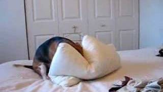 crazy beagle