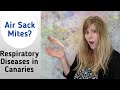 Air Sack Mites Canary Respiratory Disease How To Treat Air Sack Mites