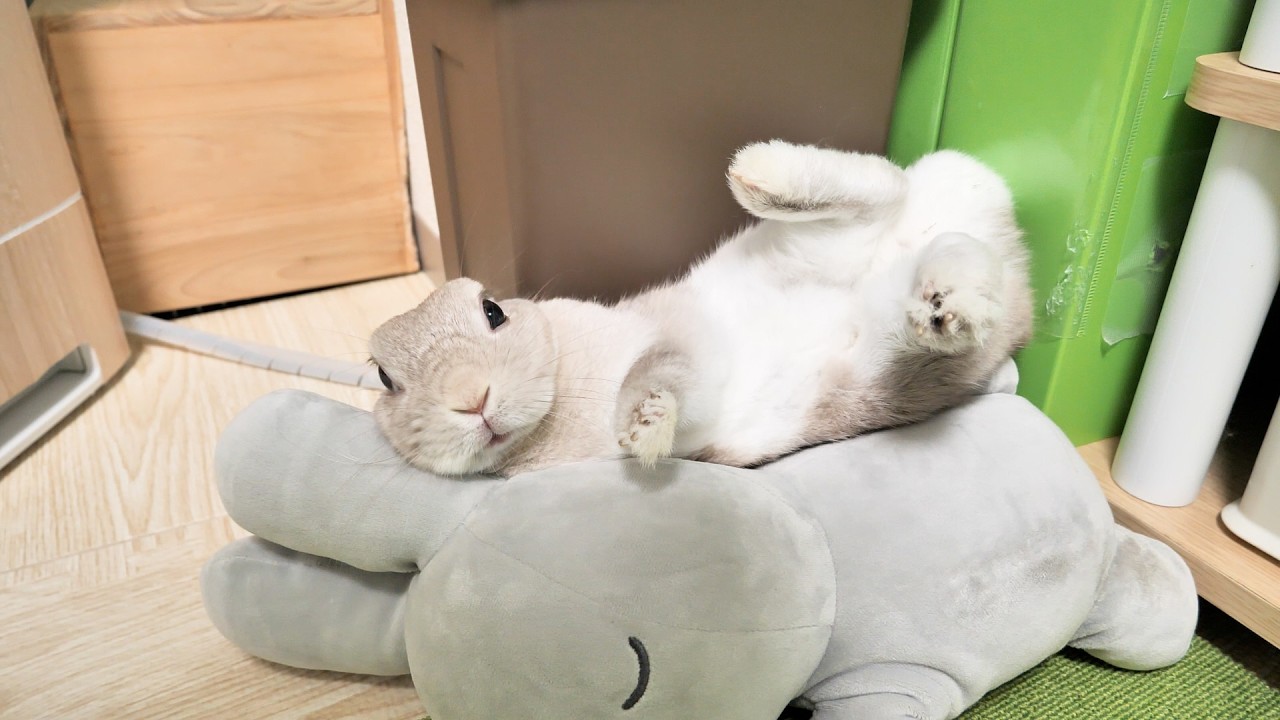 トイレから戻ってきたらうさぎさんがこうなってた