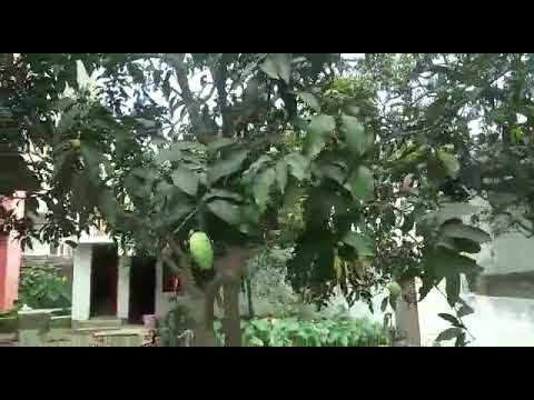 My garden and dogs May 11th 2022