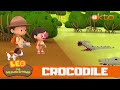 The Challenge Finding Baby Crocodile Its Nest Leo The Wildlife Ranger Kids Cartoon Mediacorp Okto