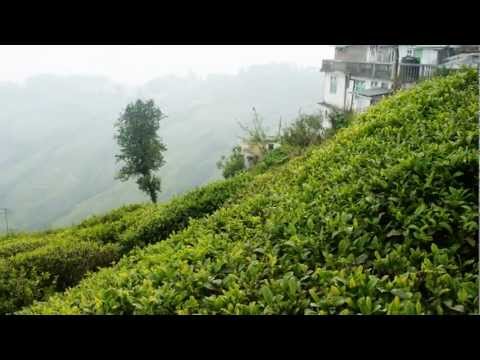 Darjeeling video