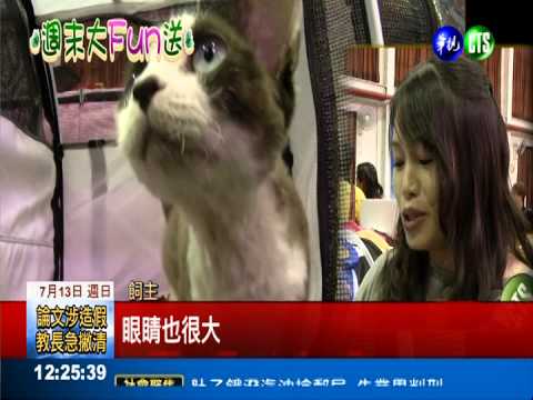 貓咪大展 俄進口嬌客身價數十萬