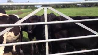 Slit the cows throat