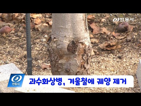 [안동 현장 리포트] 1월 30일, 과수화상병 겨울철에 궤양 제거