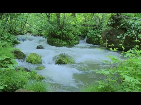 Tiếng nước suối chảy róc rách Chim hót trong rừng 🎵 Nhạc thư giãn dễ ngủ ngon Nhạc thiền tập Yoga