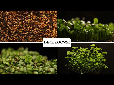 White Dutch Clover Seeds Germinating and Growing Close Up / Macro #2 - 3 Week Time Lapse