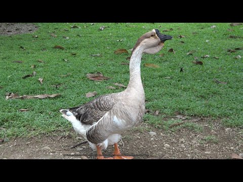 Chinese Geese, EL CALIFORNIA, Puntarenas, Savegre de Aguirre, Costa Rica