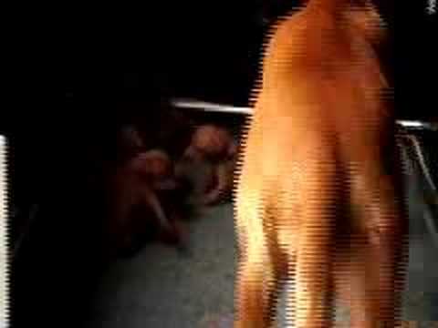 Habiba's puppies 27 October 2007, #2