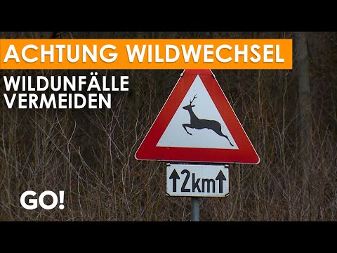 Wildunfälle – richtiges Verhalten und wie man sie vermeiden kann