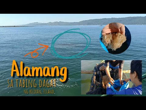 Pangunguha ng alamang sa Biliran, Island | Pobreng Nurse