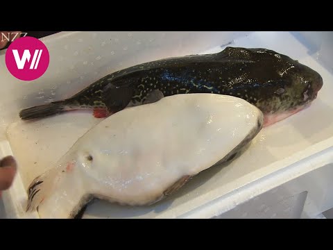 Fugu - how to prepare the poisonous puffer fish