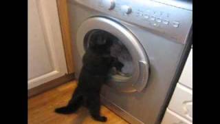 Кот против стиральной машины