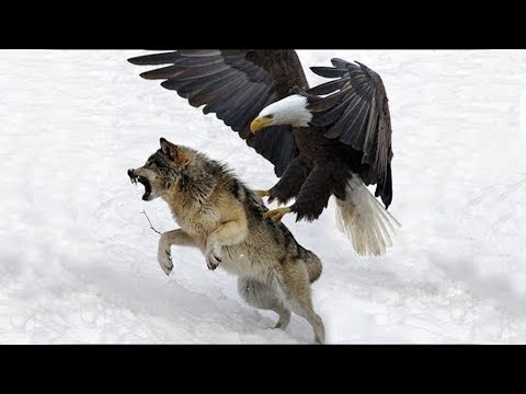 Top 5 Predators vs Prey Scenes in the Wild - Golden Eagle vs Wolf