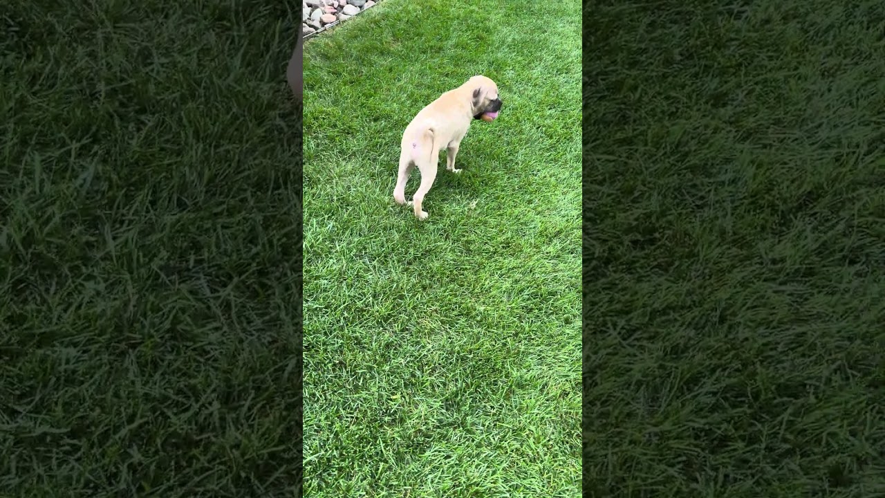 Enlarge Shiloh, a Adoptable mixed breed in Fort Collins, CO video 5/6
