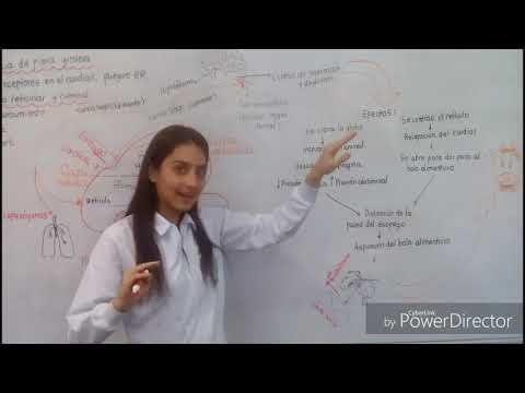 Reflejo de regurgitación en rumiantes