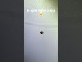 Adult bed bug found underneath a box spring.