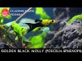 Golden Black Molly The BUMBLEBEE Molly For Your Tank Leopard Aquatic E031A