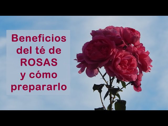 Vídeo relacionado con Plant Gift France Rose Buds, 50G/1.76oz, Pétalos de Rosa, Té de Hierbas Dulce, Alivio del Estrés y Mágico, Apoyo Inmune, No GMO, Sin Cafeína