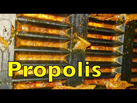Propolis