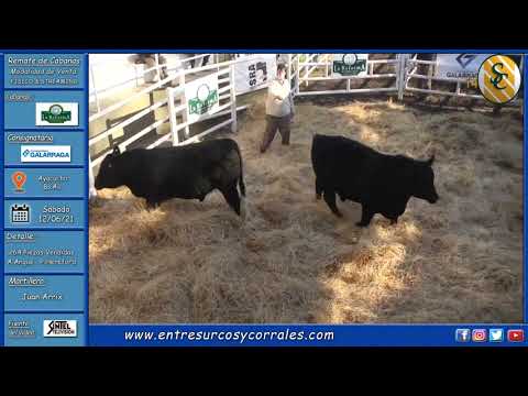 12-06-21 - Remate de Cabaña La Reforma - Consignataria Galarraga  - Ayacucho, Bs.As.