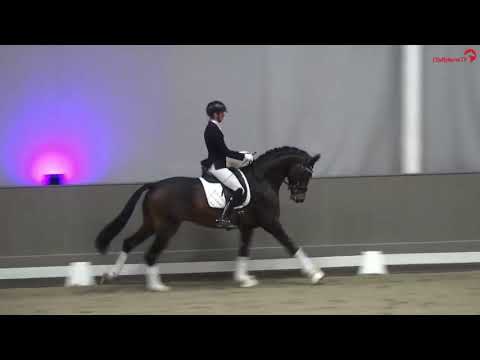 Velvedere  - *2019 von Valverde x Sir Donnerhall