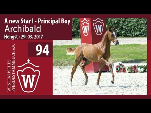 94 Archibald  Hengst v. A new Star - Principal Boy